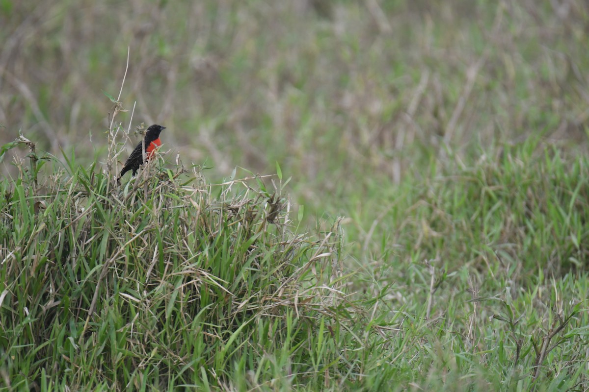 Red-breasted Meadowlark - ML646017856