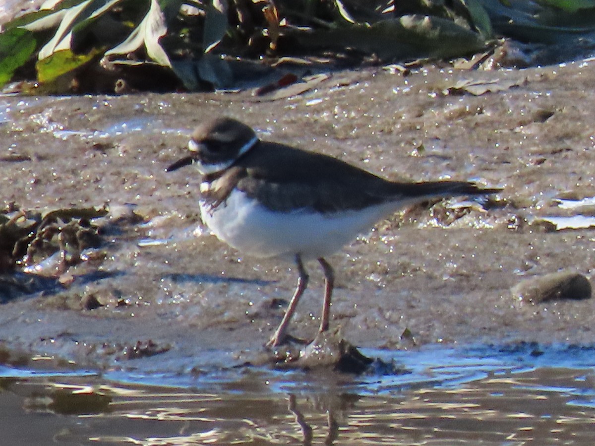 Killdeer - ML646017858