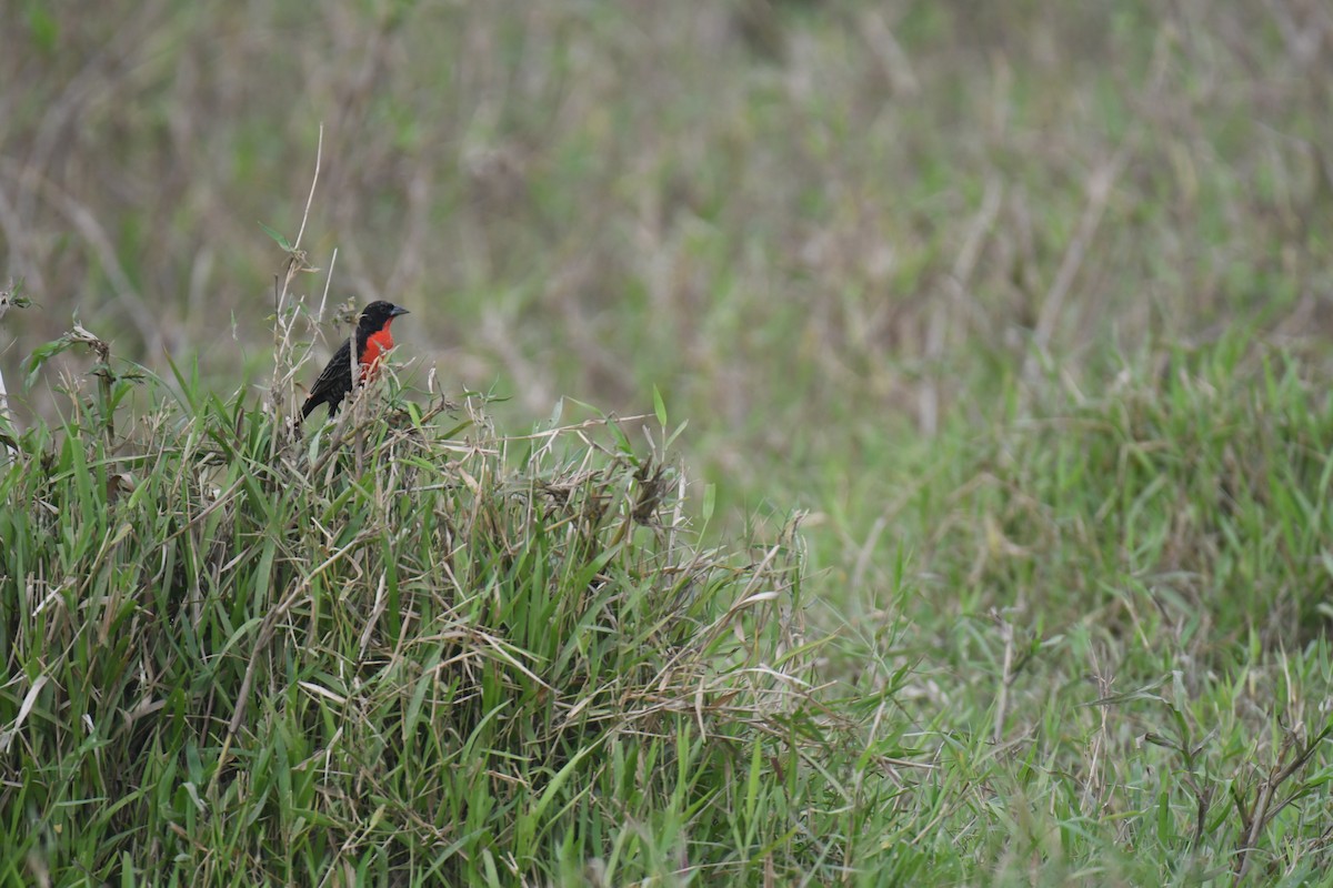 Red-breasted Meadowlark - ML646017861