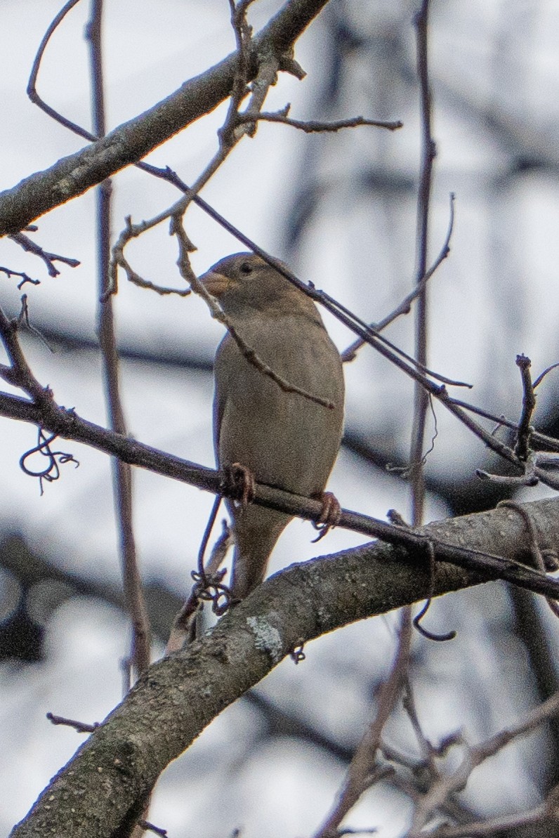 House Sparrow - ML646017865