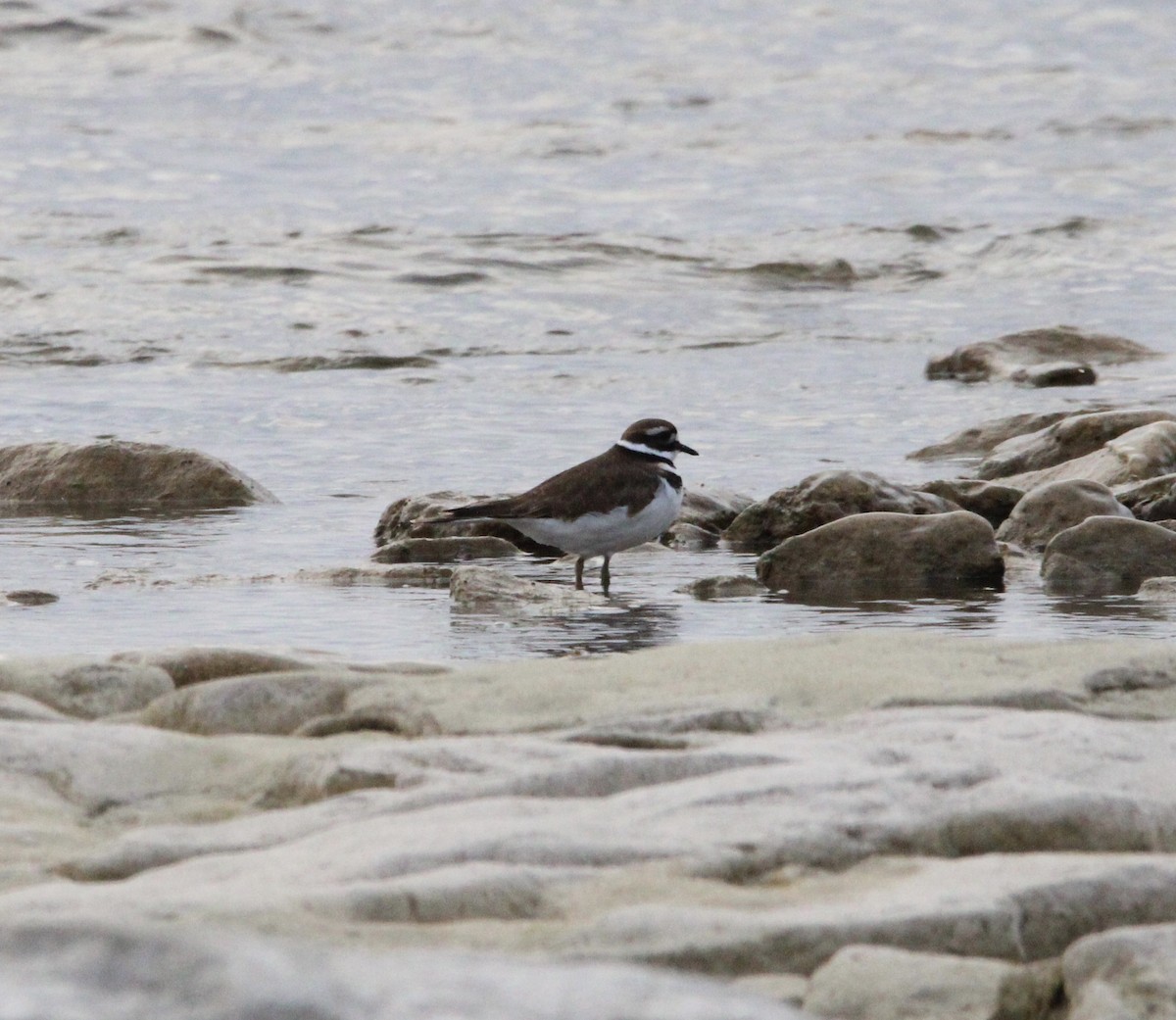 Killdeer - ML646017867