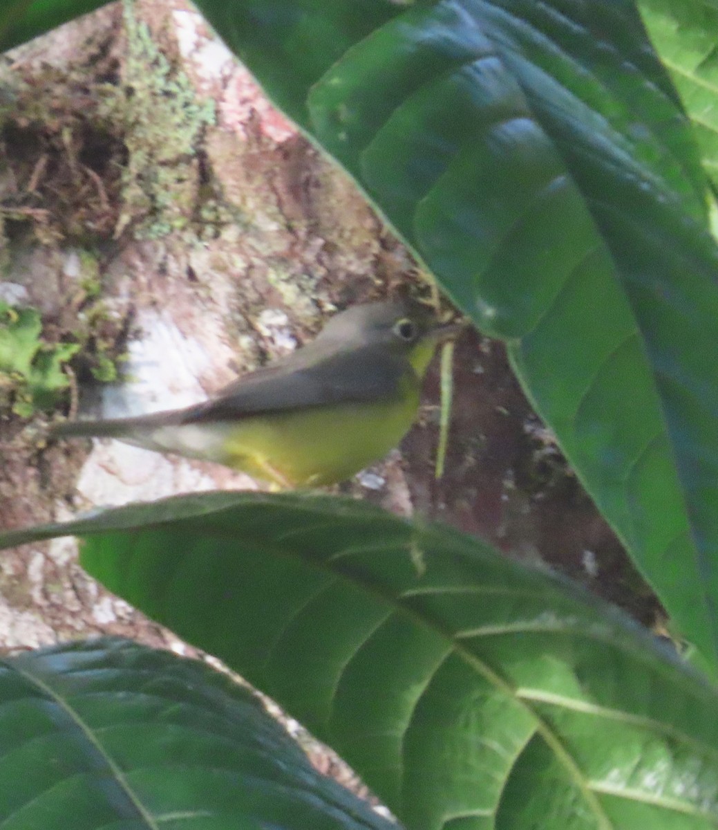 Canada Warbler - ML646017868
