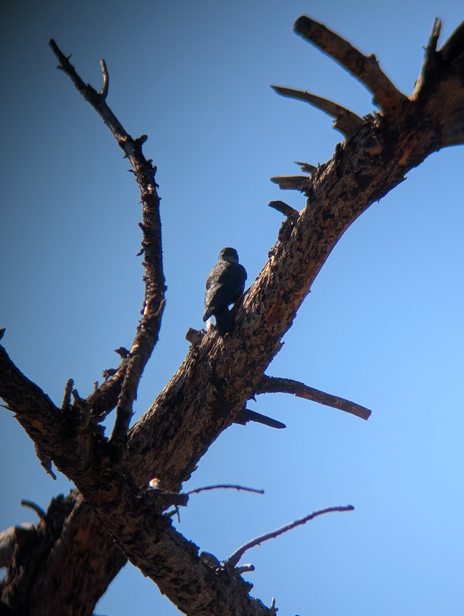 Blutgesichtspecht - ML646017869