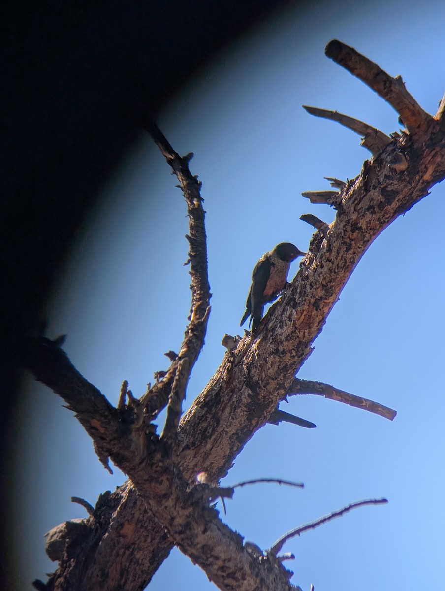 Blutgesichtspecht - ML646017872