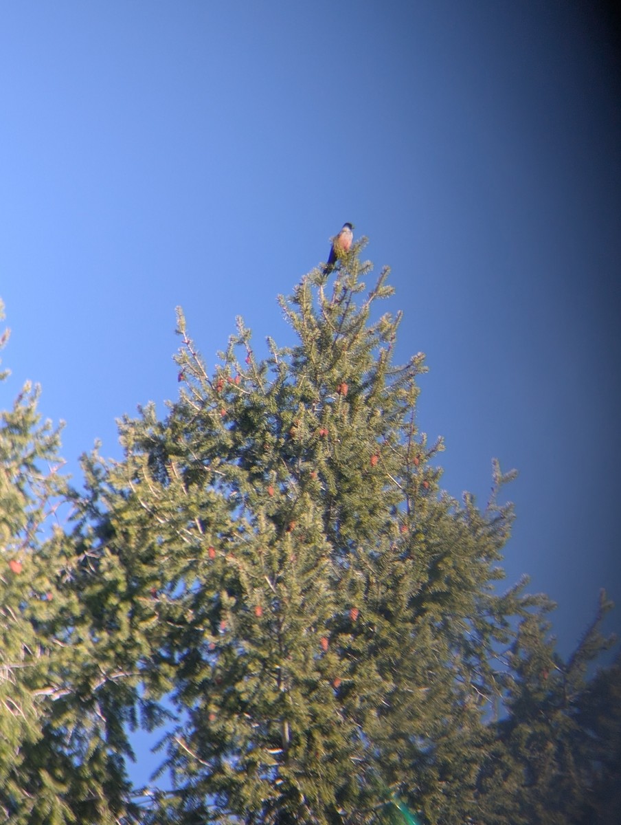 Blutgesichtspecht - ML646017873