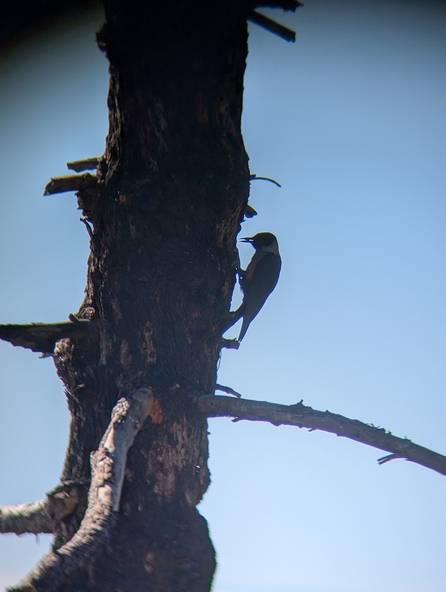 Blutgesichtspecht - ML646017875