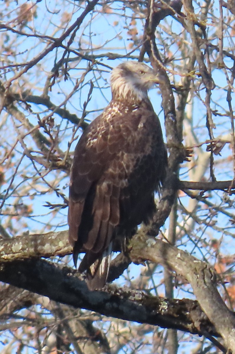 Bald Eagle - ML646017877