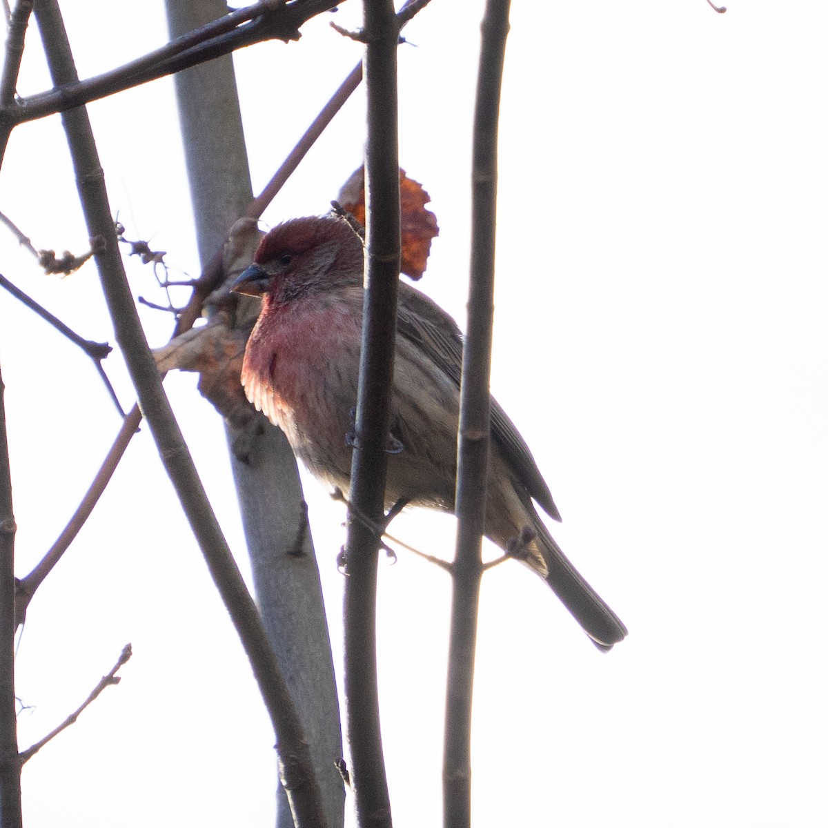 House Finch - ML646017878