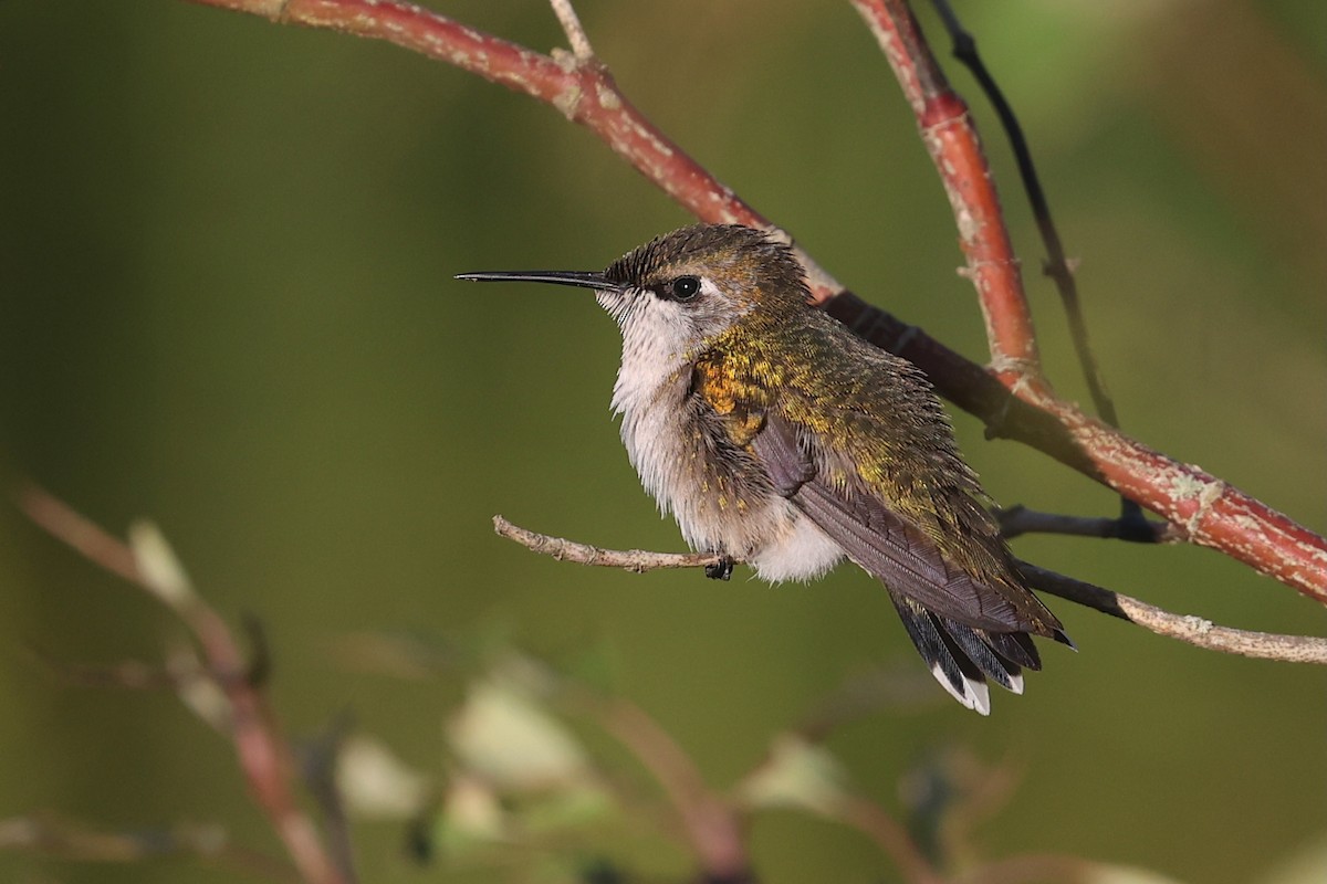 Рубиновогорлый колибри - ML646017885