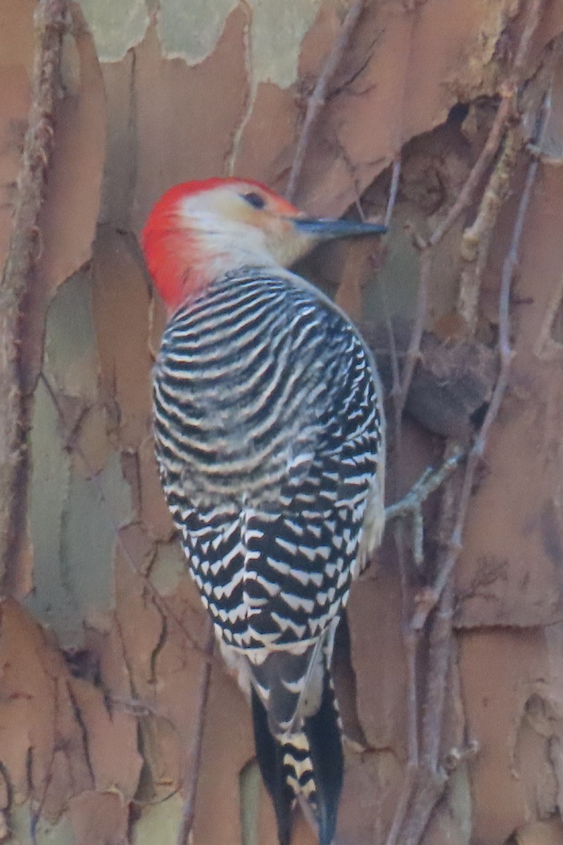 Red-bellied Woodpecker - ML646017886