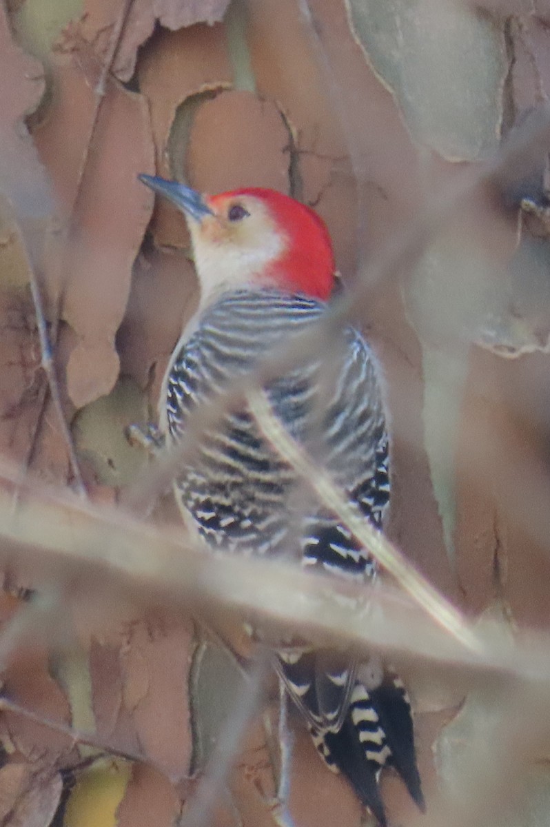 Red-bellied Woodpecker - ML646017887