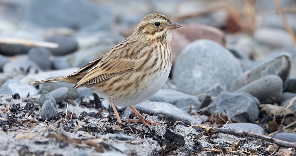 Savannah Sparrow (Ipswich) - ML646017888