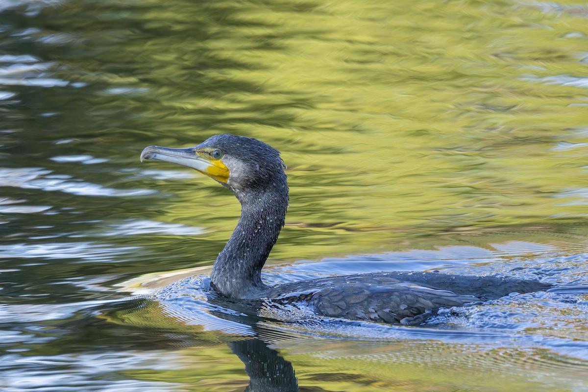 Great Cormorant - ML646017896