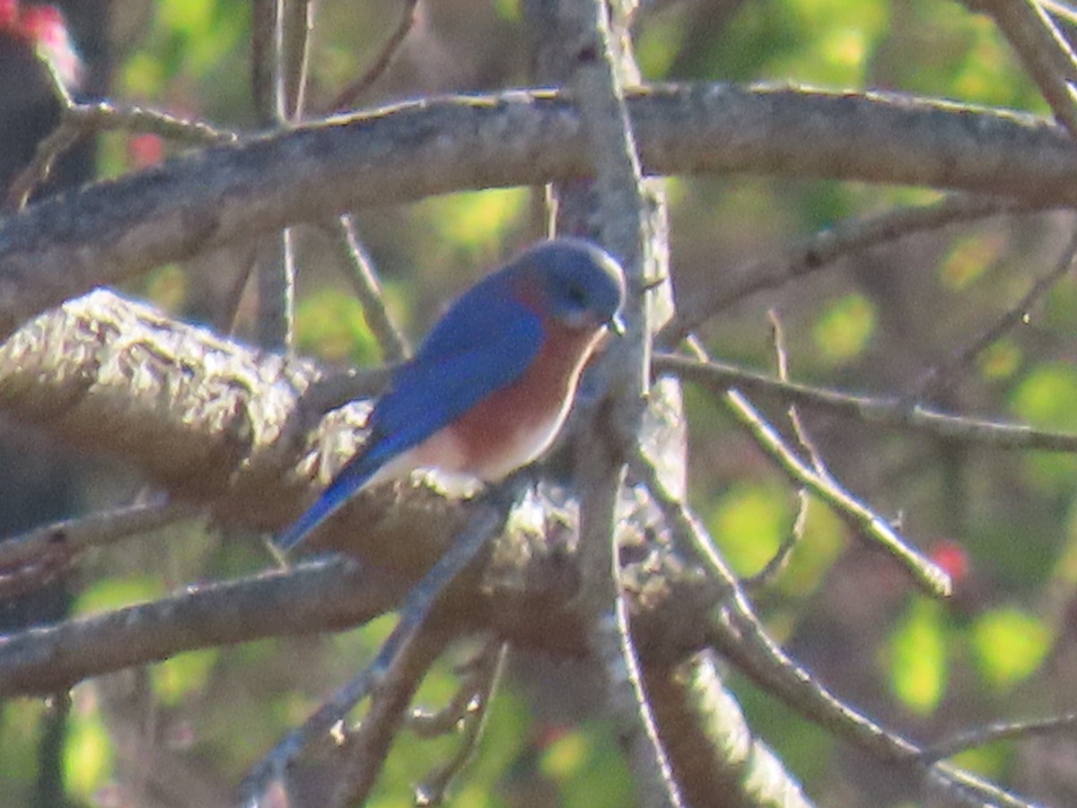Eastern Bluebird - ML646017901