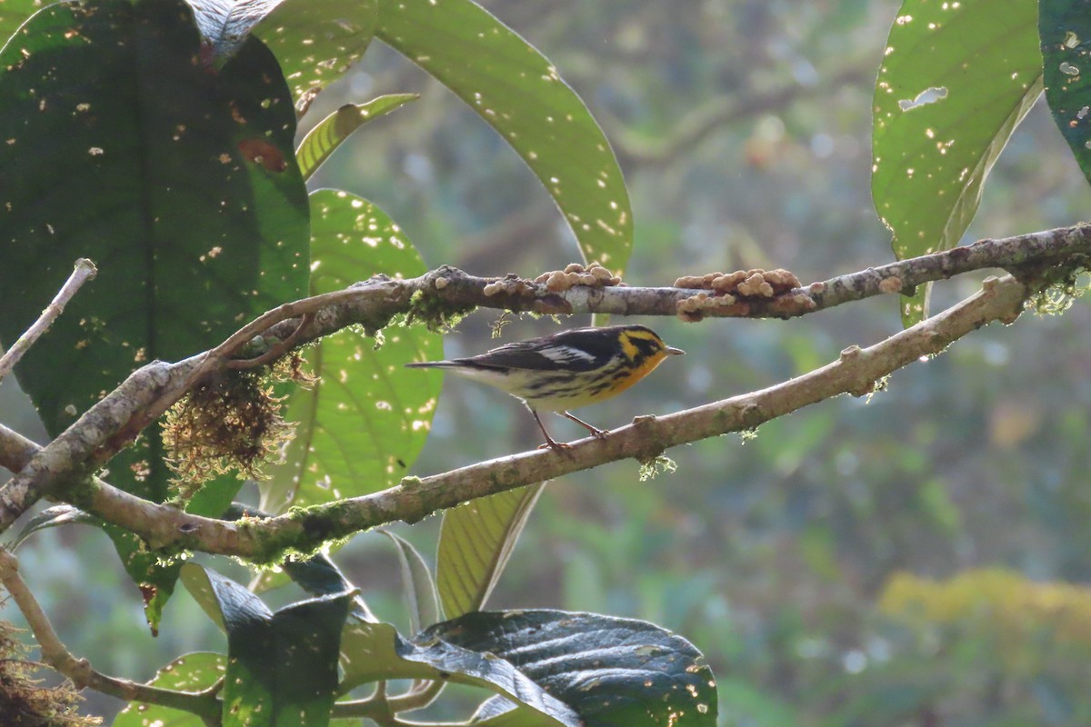 Reinita Gorjinaranja - ML646017905