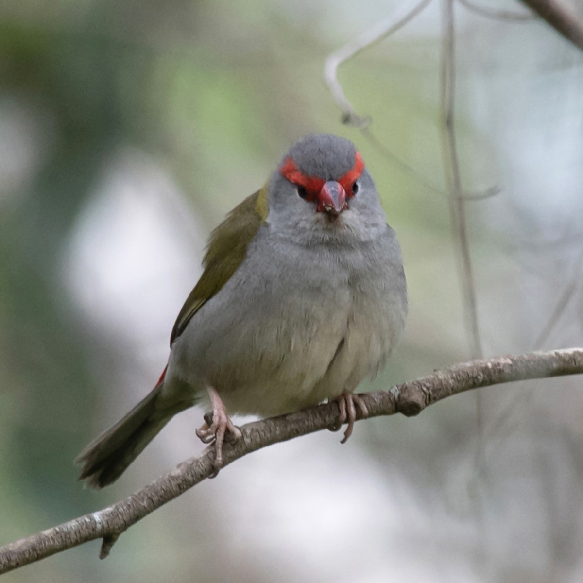 Red-browed Firetail - ML646017906