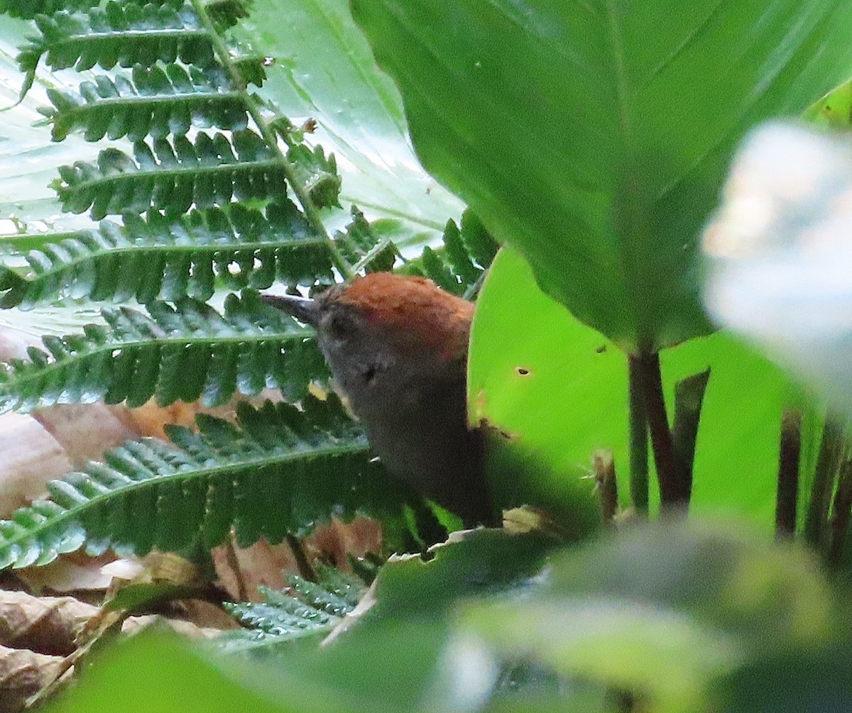 Azara's Spinetail - ML646017908