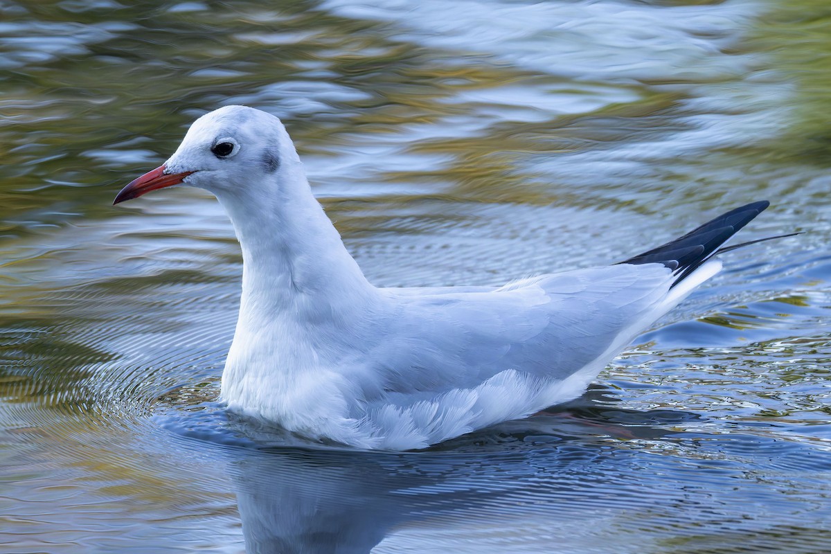 Black-headed Gull - ML646017915