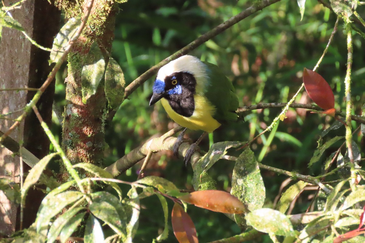 sojka zelenavá - ML646017921