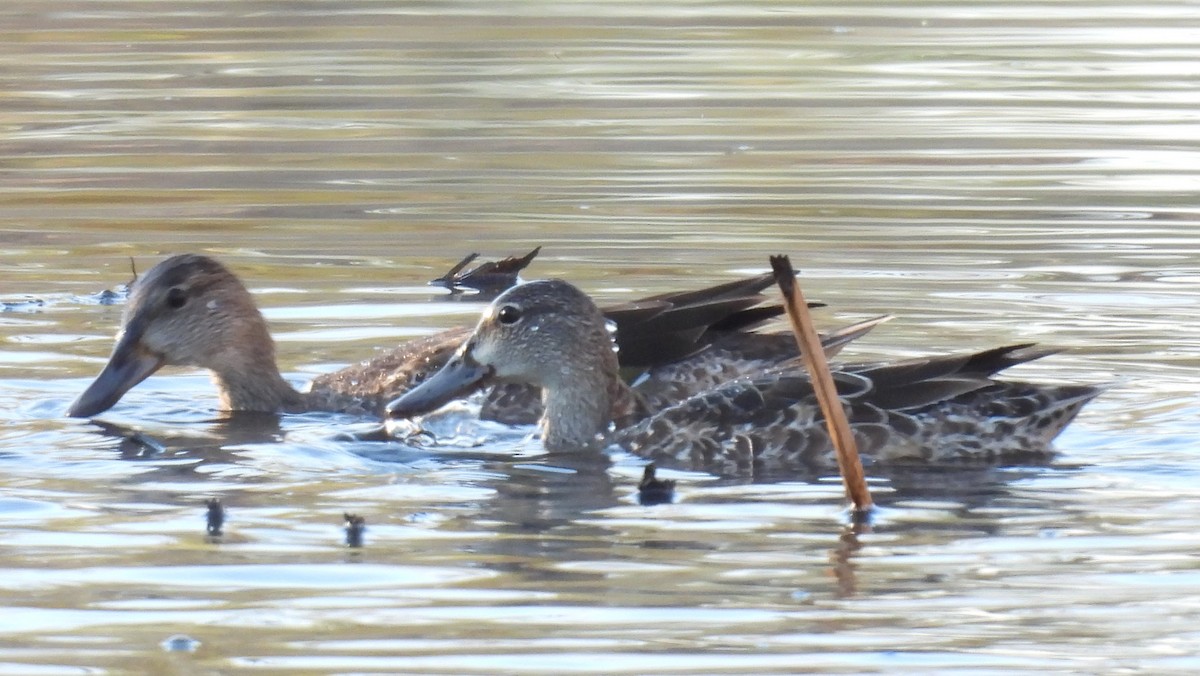 čírka modrokřídlá - ML646017929