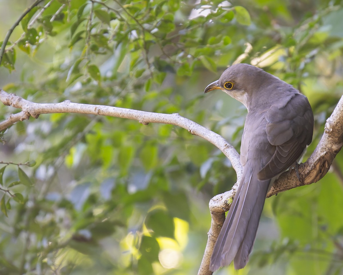Yellow-billed Cuckoo - ML646017940