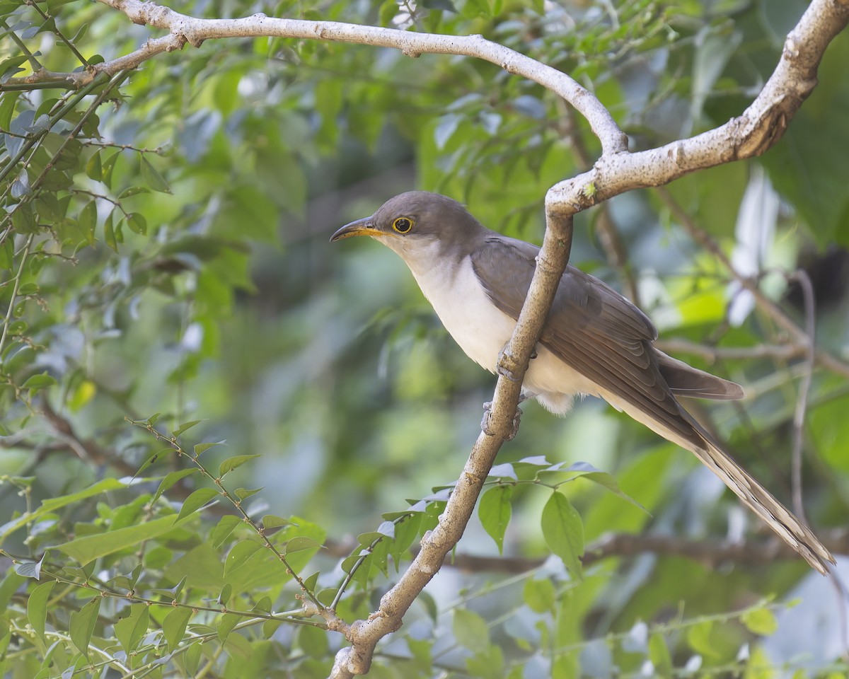Yellow-billed Cuckoo - ML646017941
