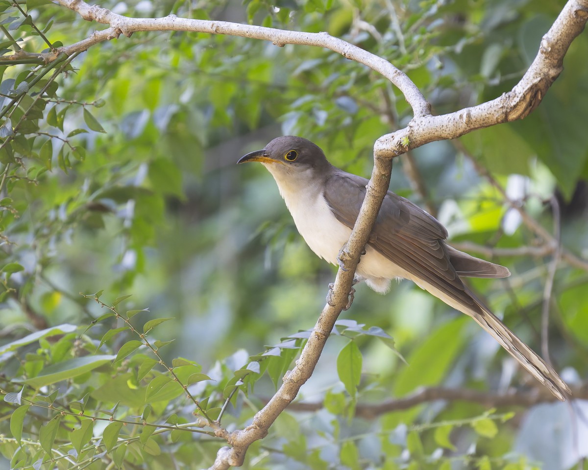 Yellow-billed Cuckoo - ML646017942