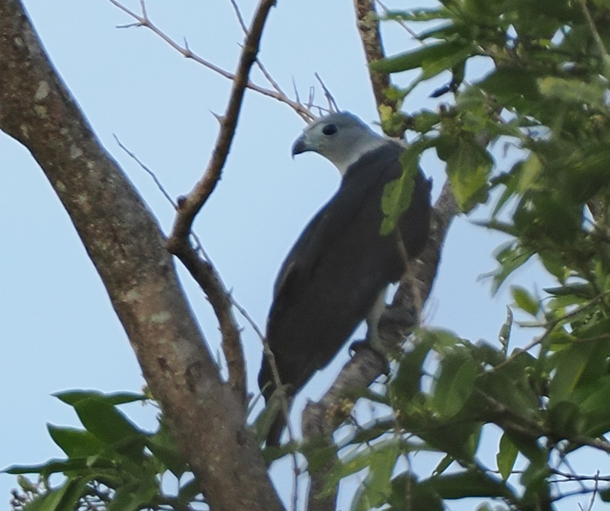 Gray-headed Kite - ML646017944