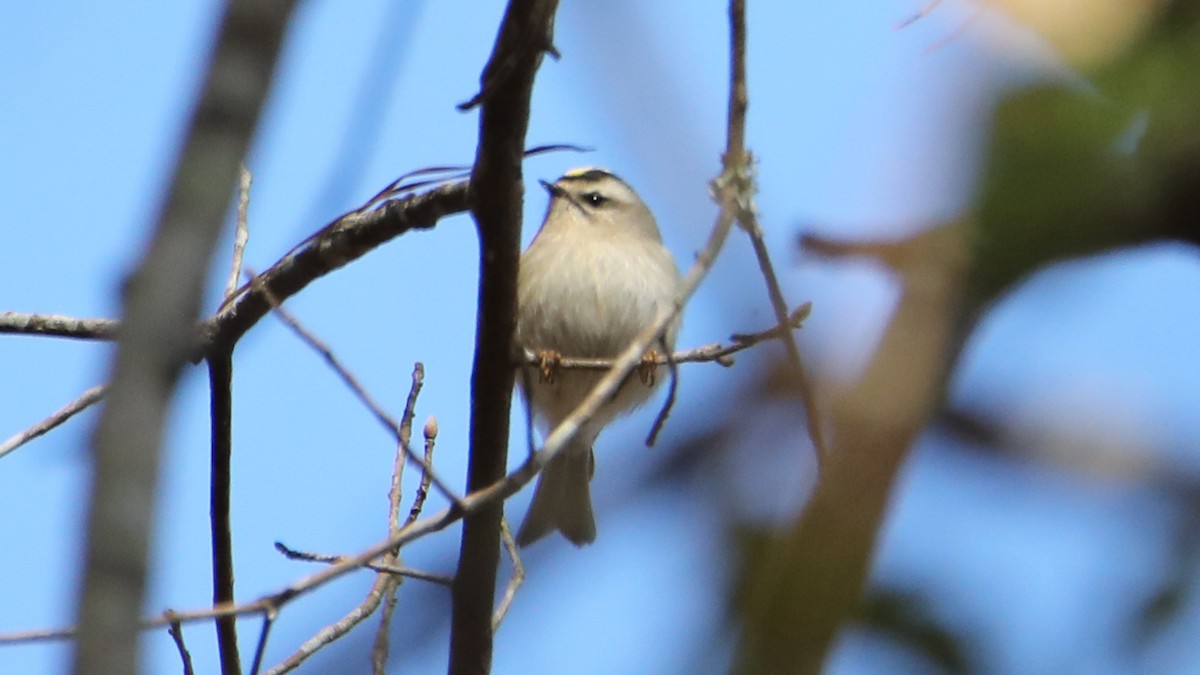 Golden-crowned Kinglet - ML646017945