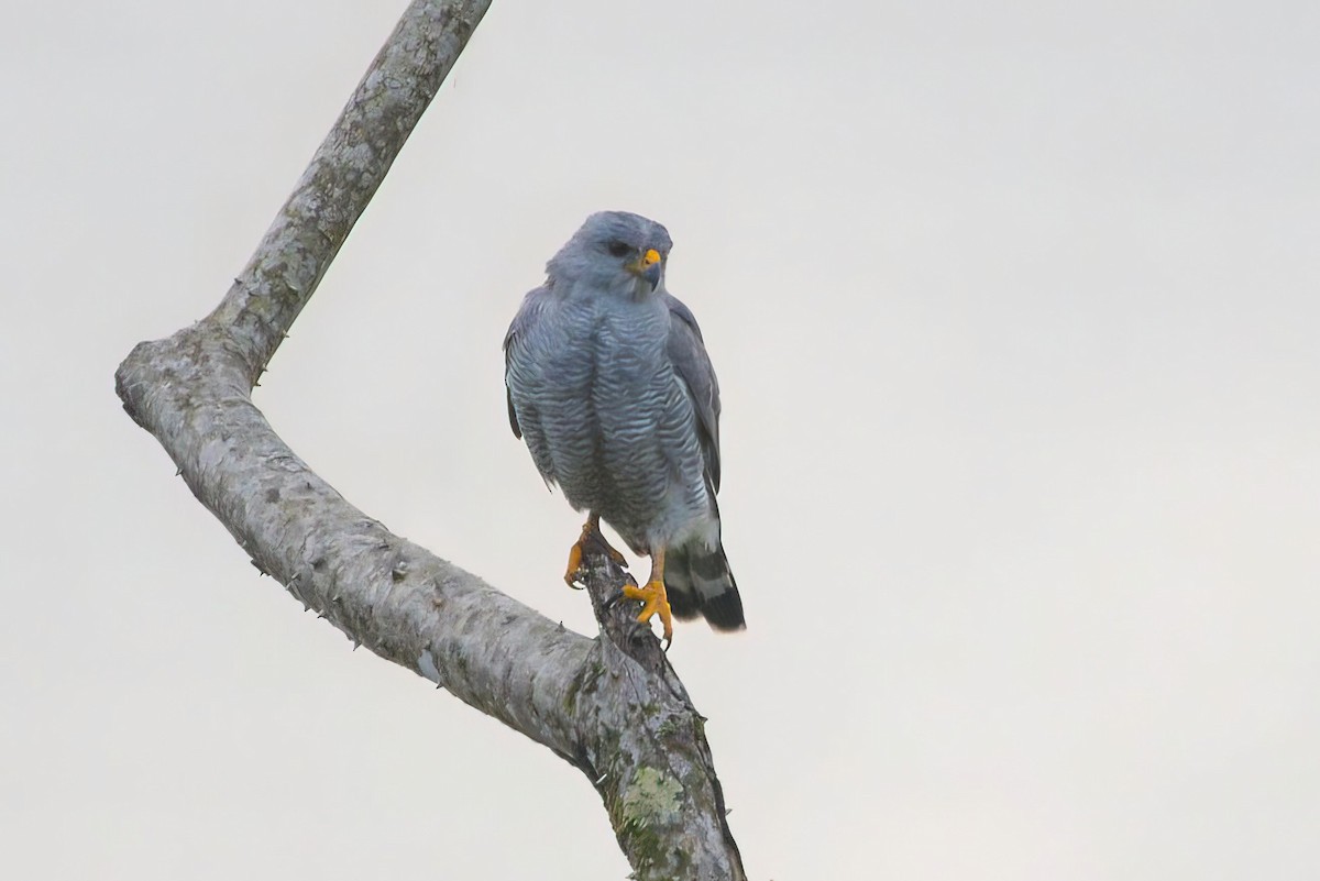 Gray Hawk - ML646017947