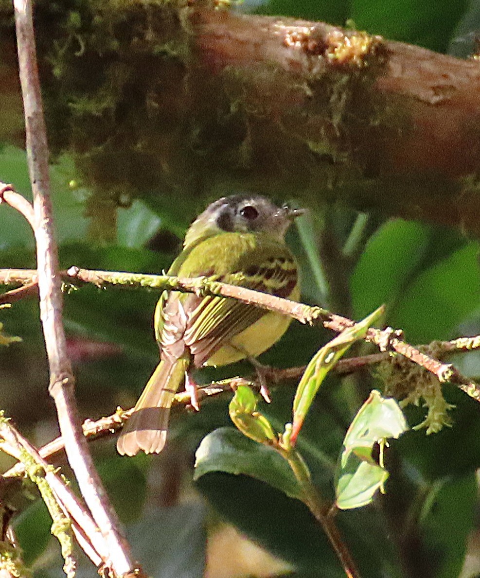 Marble-faced Bristle-Tyrant - ML646017952