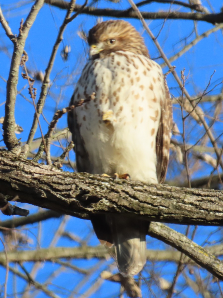Red-shouldered Hawk - ML646017954