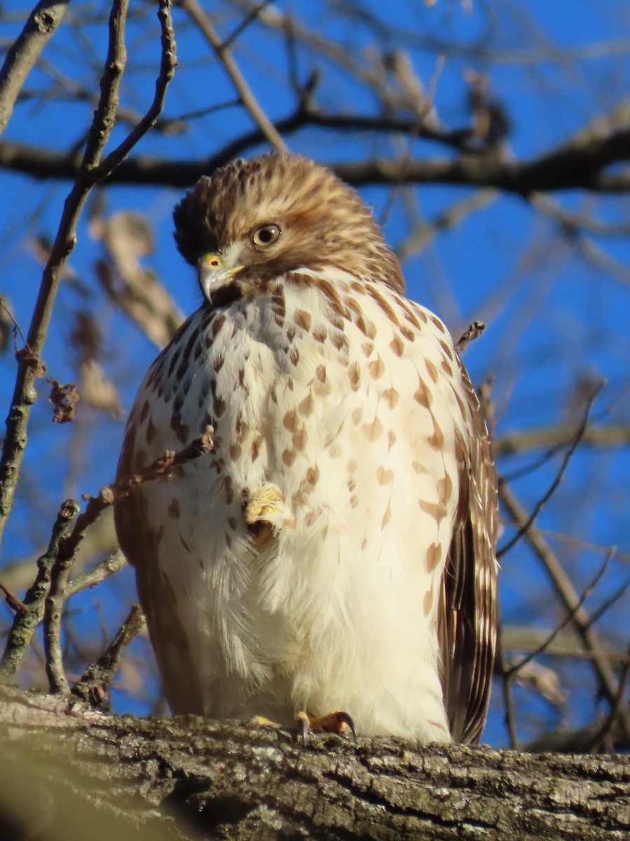 Red-shouldered Hawk - ML646017955