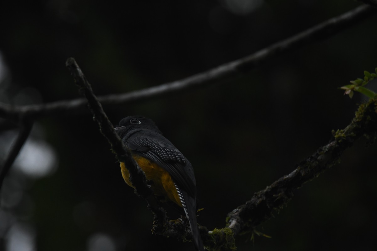 Gartered Violaceous Trogon - ML646017958