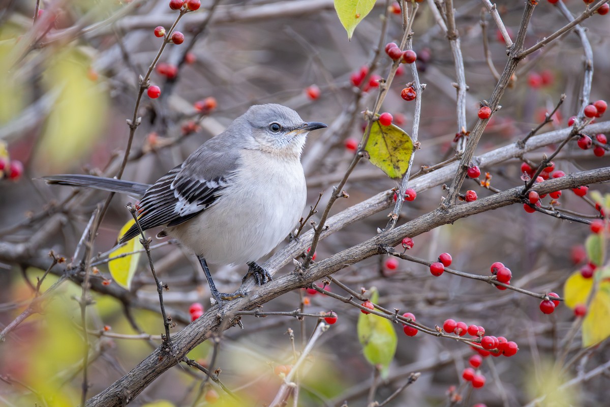 マネシツグミ - ML646017960
