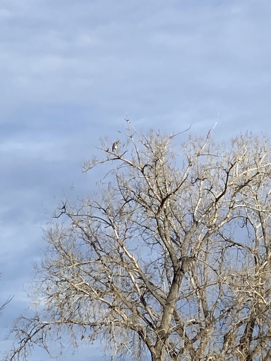 Great Blue Heron - ML646017965