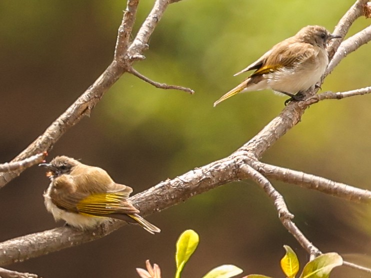 Rufous-throated Honeyeater - ML646017966