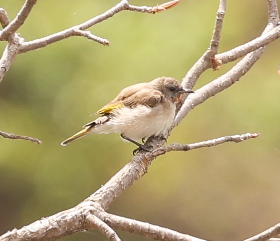 Rufous-throated Honeyeater - ML646017967