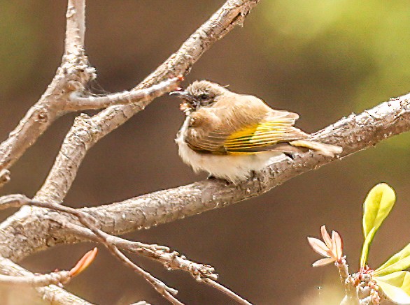 Rufous-throated Honeyeater - ML646017968