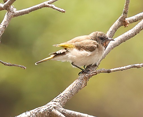 Rufous-throated Honeyeater - ML646017969