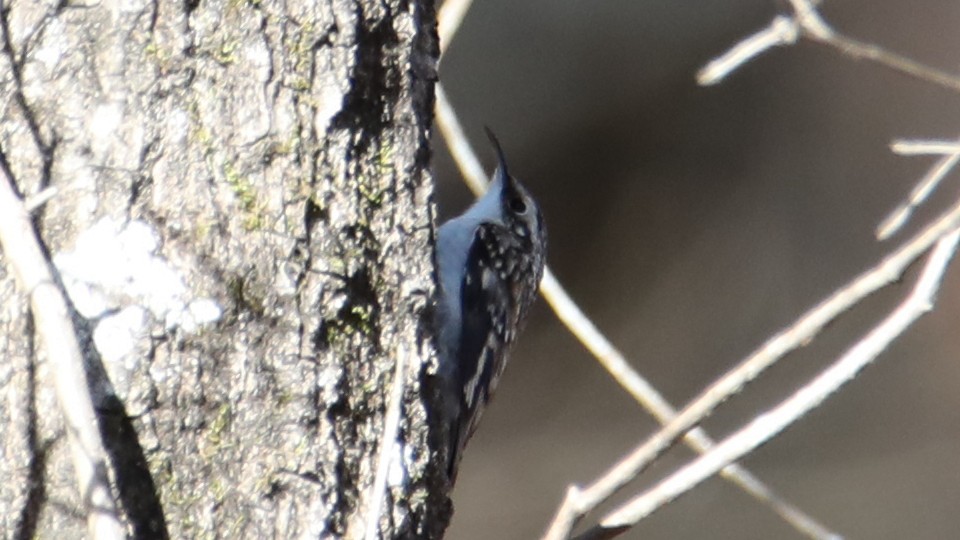 Brown Creeper - ML646017972