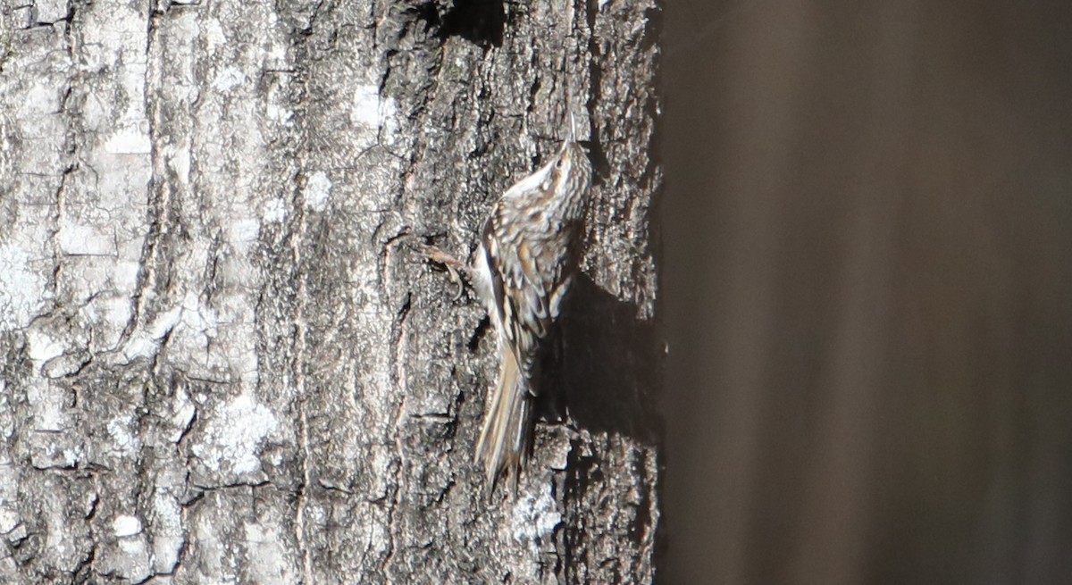 Brown Creeper - ML646017973