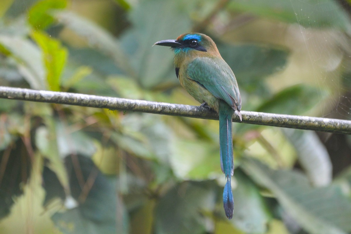 Keel-billed Motmot - ML646017980