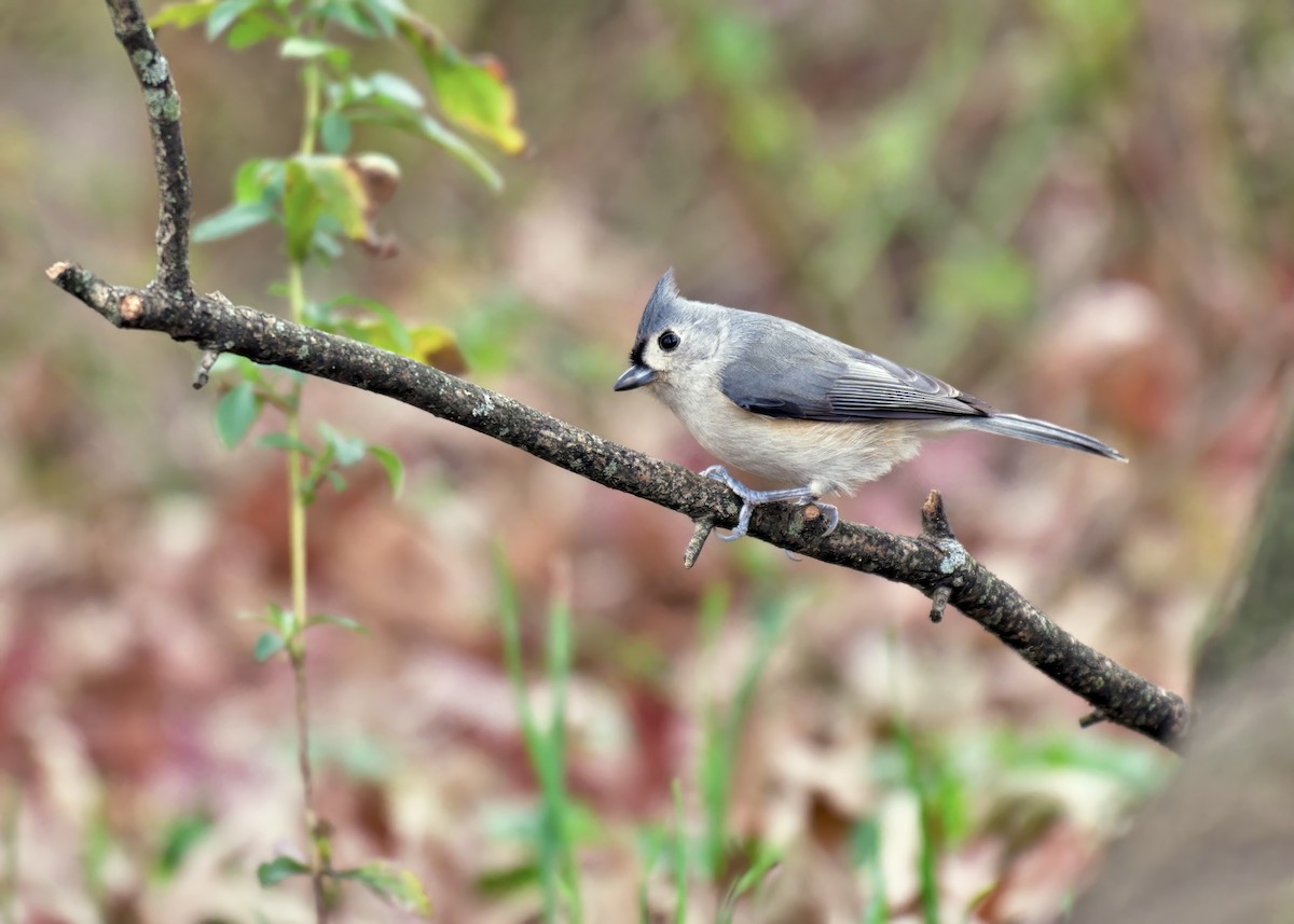 Tufted Titmouse - ML646017985
