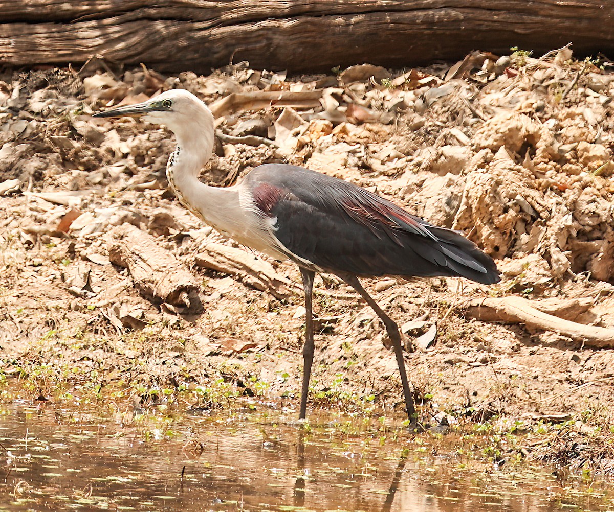 Pacific Heron - ML646017987