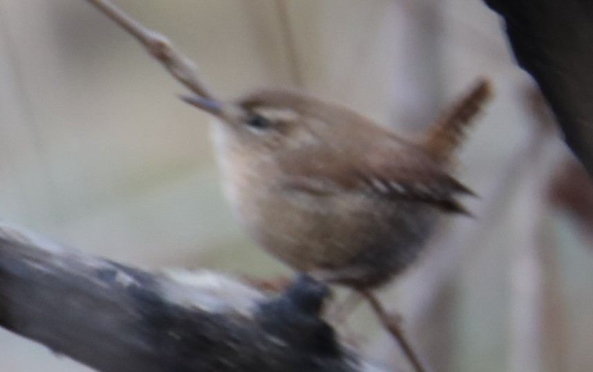 Winter Wren - ML646017988