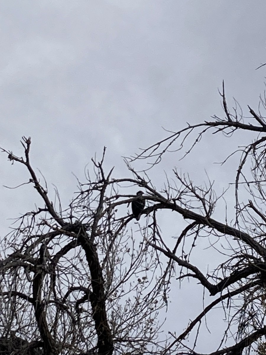 Bald Eagle - ML646017991