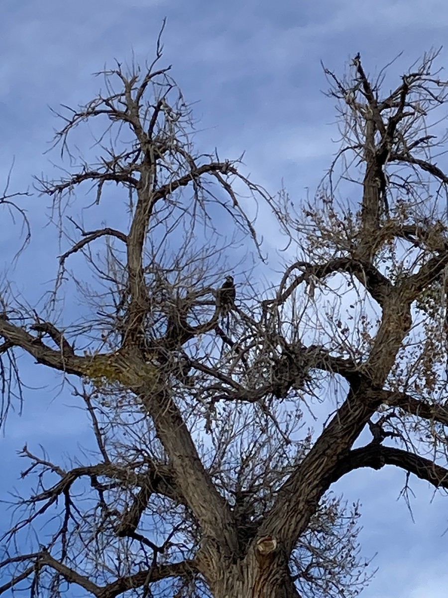 Bald Eagle - ML646017992