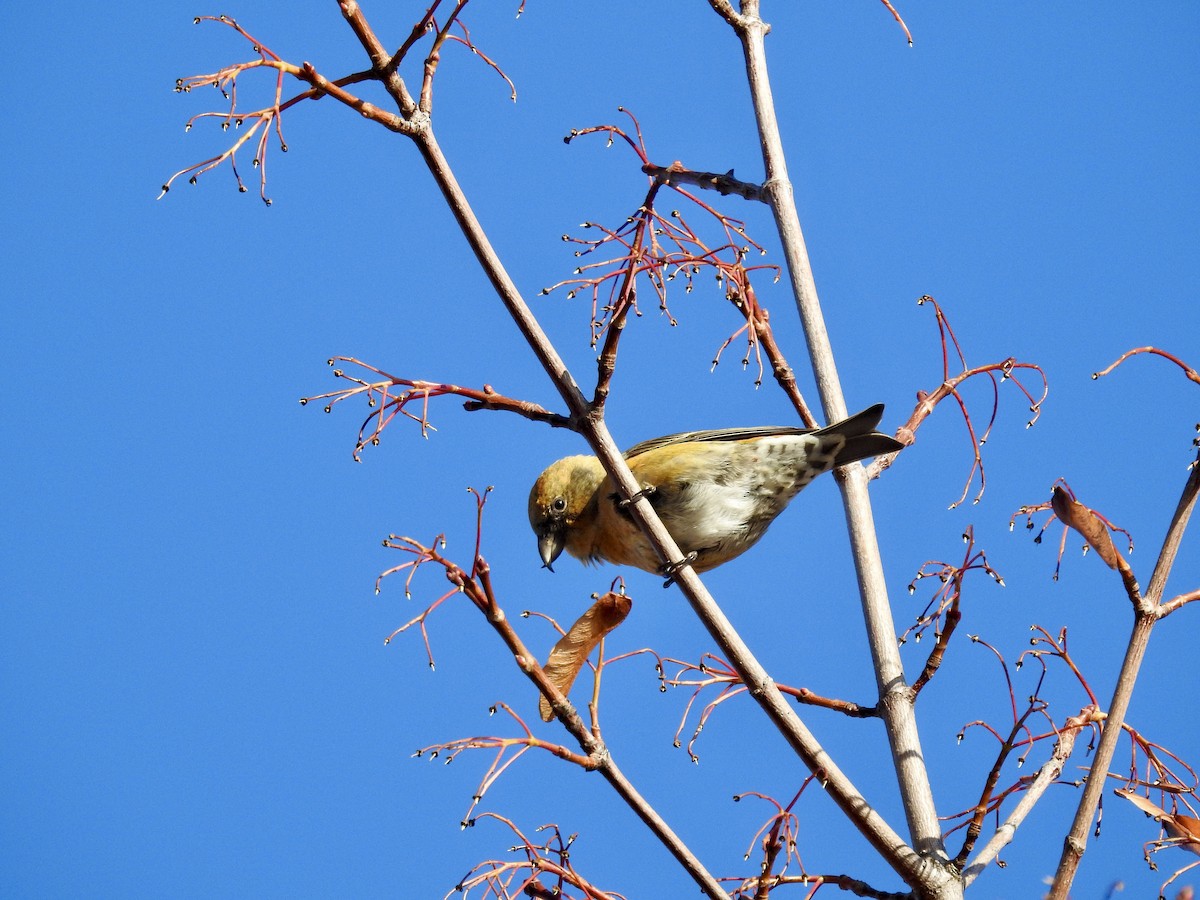 Red Crossbill (Douglas-fir or type 4) - ML646017996
