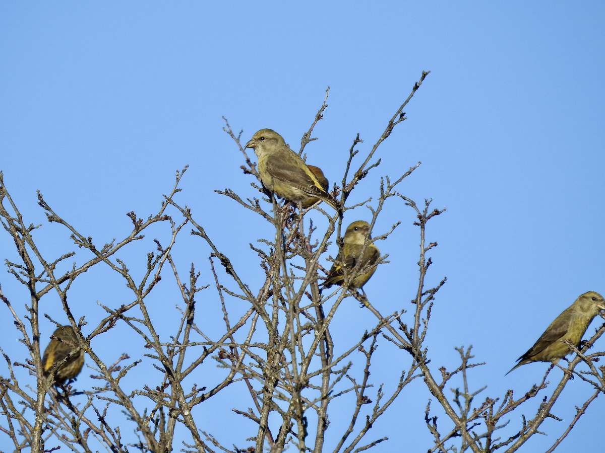 Red Crossbill (Douglas-fir or type 4) - ML646017998